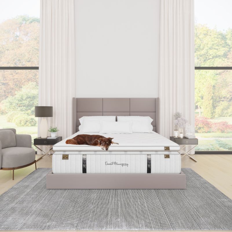 Extraordinaire Frontal room with dog